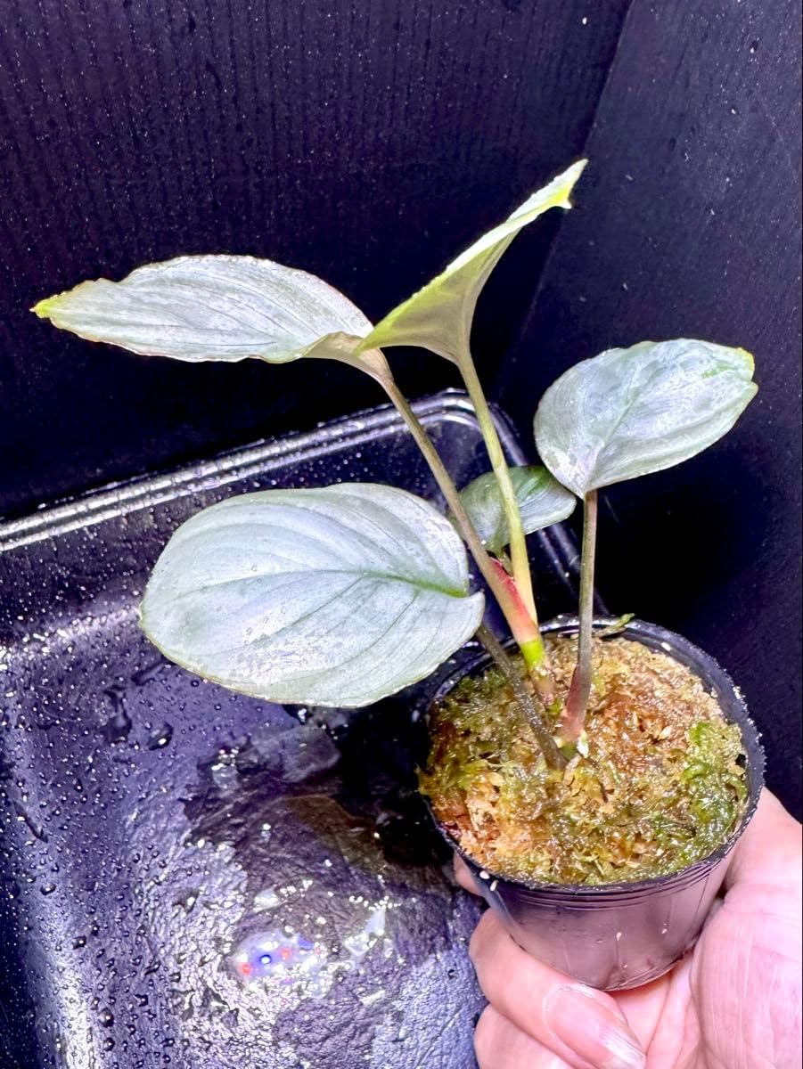 Amazon.co.jp: Homalomena sp. aluminum ホマロメナ