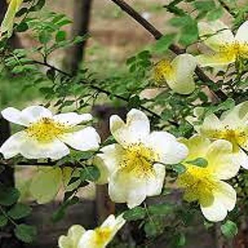 Miniatura 4 de CHUXAY GARDEN Rosa Hugo's Rose, Rosa Hugonis, 10 semillas, flores de belleza, plantas ornamentales, maravillosa opción para el jardín