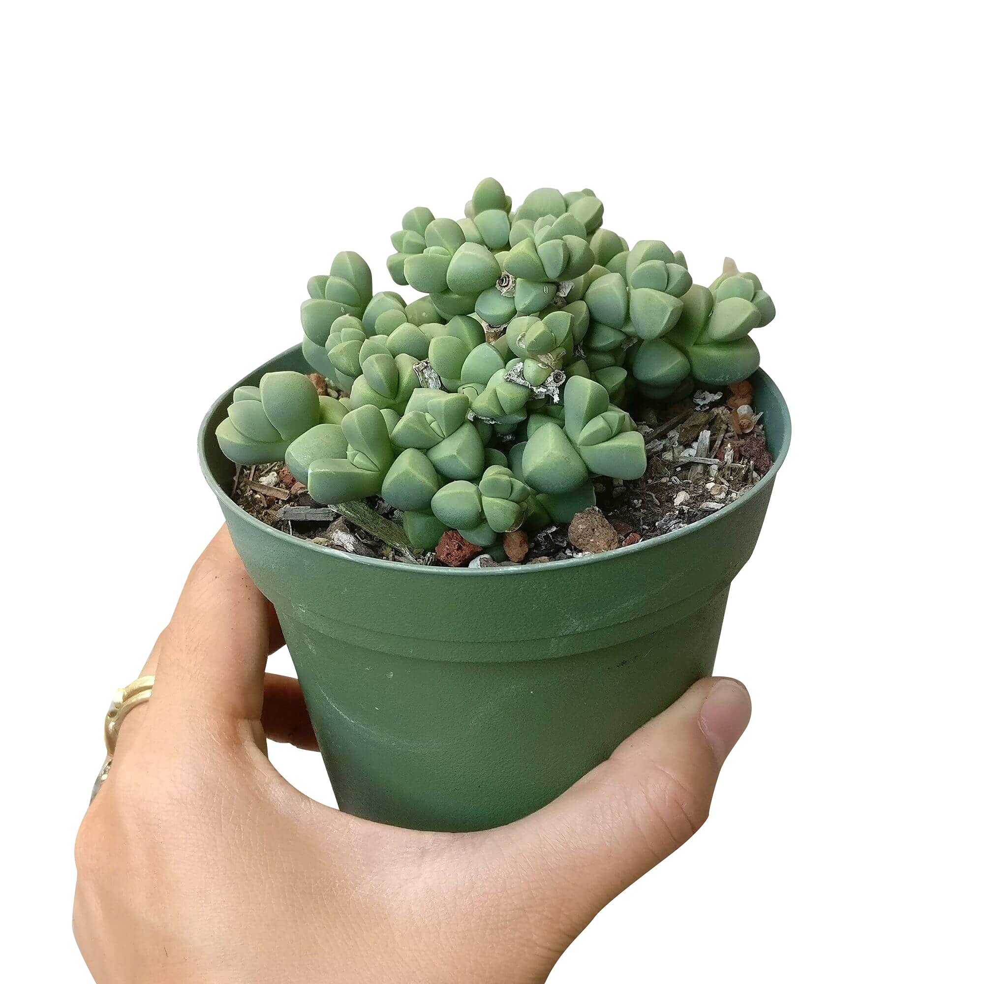 Amazon Com Ice Plant Corpuscularia Lehmannii 4 Inch Patio Lawn Garden