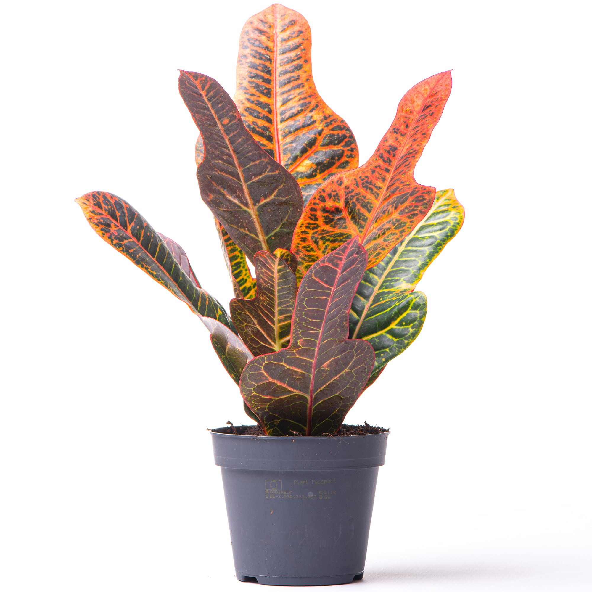 Gardeners Dream Codiaeum 'Excellent' Wunderstrauch Zimmerpflanze (35-45 cm  inkl. Topf) - Exotische Pflanzen - Tropische Pflanzen - Croton Grnpflanzen  Zimmerpflanzen - Echte Pflanzen fr Drinnen : Amazon.de: Garten