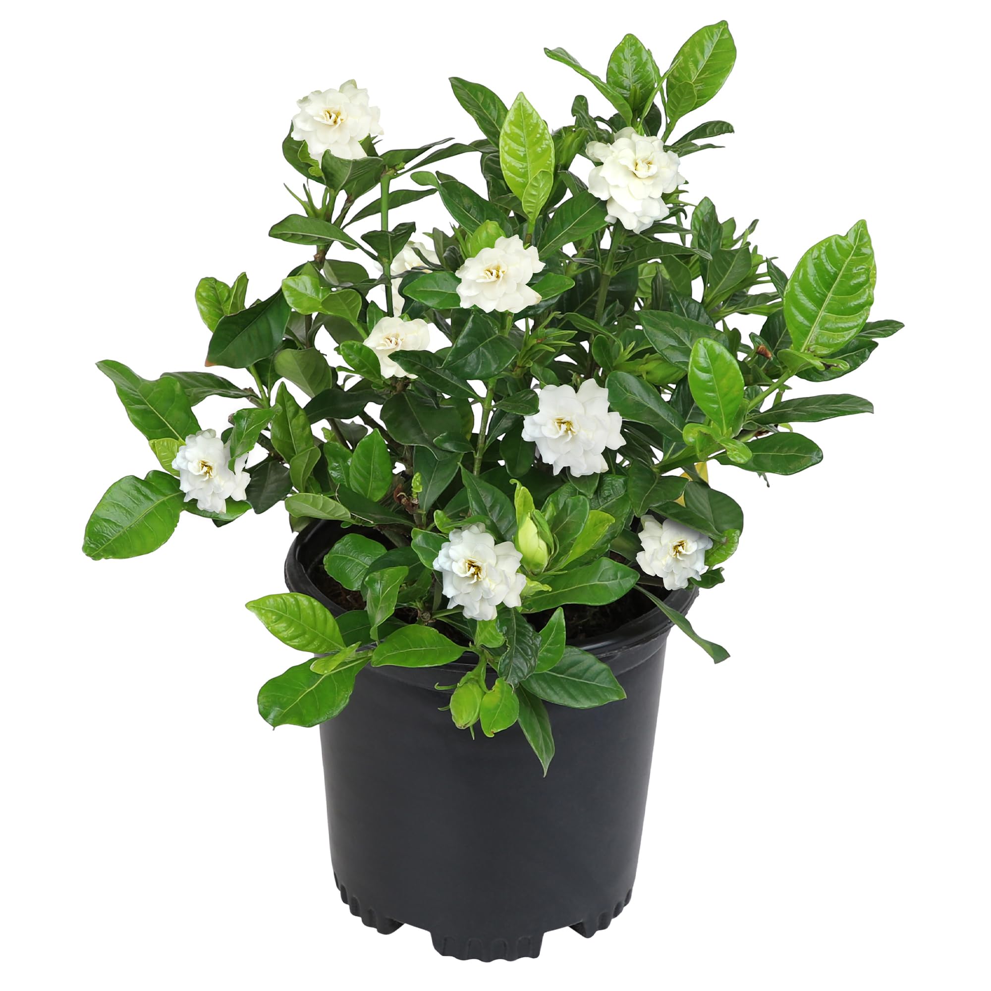 Amazon.com: Gardenia Plant (1G), Cape Jasmine Plant Outdoor Plants, Fresh  Flowers for Delivery Prime, Live Plants Indoor Plants Live Houseplants,  Gardenia Plants Live House Plants Indoors Live by Plants for Pets :