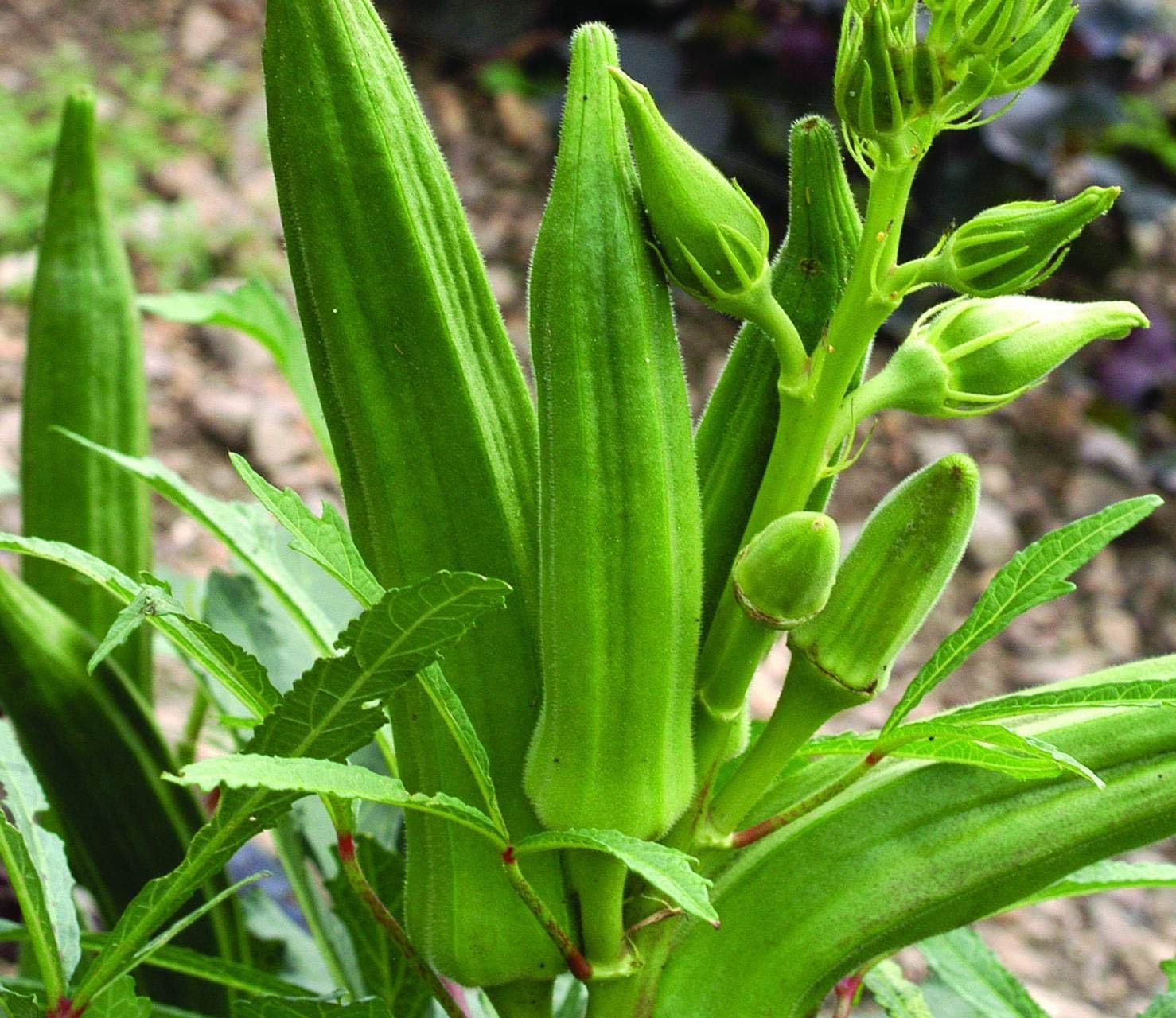 Green Lady Finger "F1 Hybrid" Seeds For Home Garden and Kitchen Garden (Okra Bhindi) Bhindi Seeds (100 Seeds/Packet)-image-12