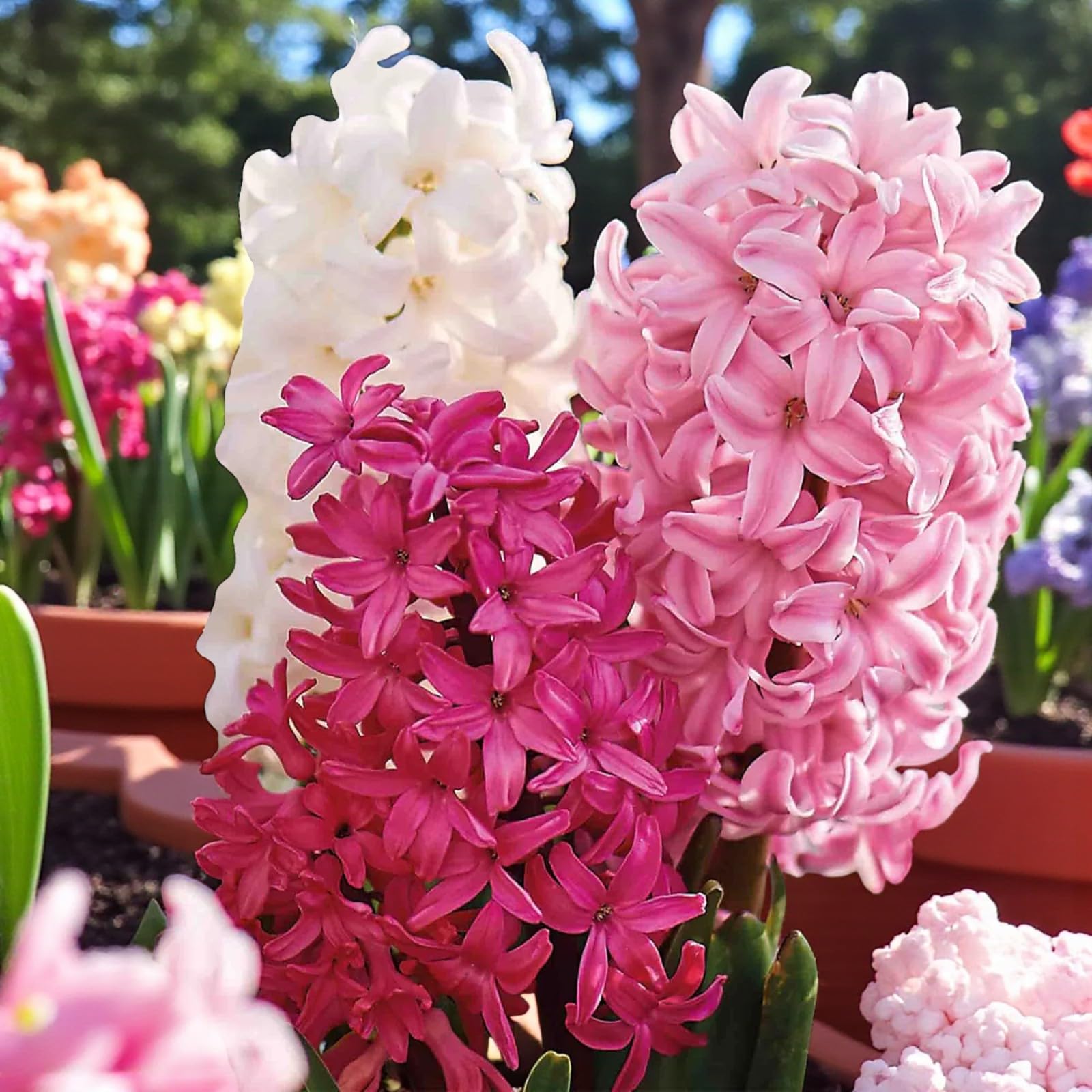 Carbeth Plants - 15 x Hyacinth Spring Bulbs Berries & Cream Mix - Highly Fragrant Outdoor Flowering Perennials - UK Hardy Low Maintenance Pollinator Friendly - Grow in Beds, Borders and Patio Pots