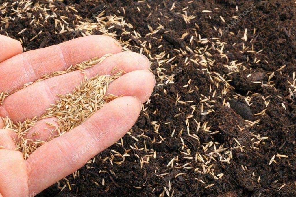 SEMI DI PRATO ZORRO SOD erba resistente PROFESSIONALE 10kg HERBATECH AMDGarden