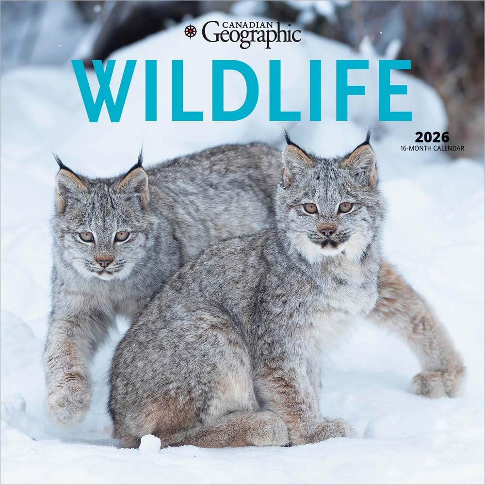 Canadian Geographic Wildlife OFFICIAL | 2026 12 x 24 Inch (Hanging) Monthly Square Wall Calendar | Wyman Publishing | Animals Photography