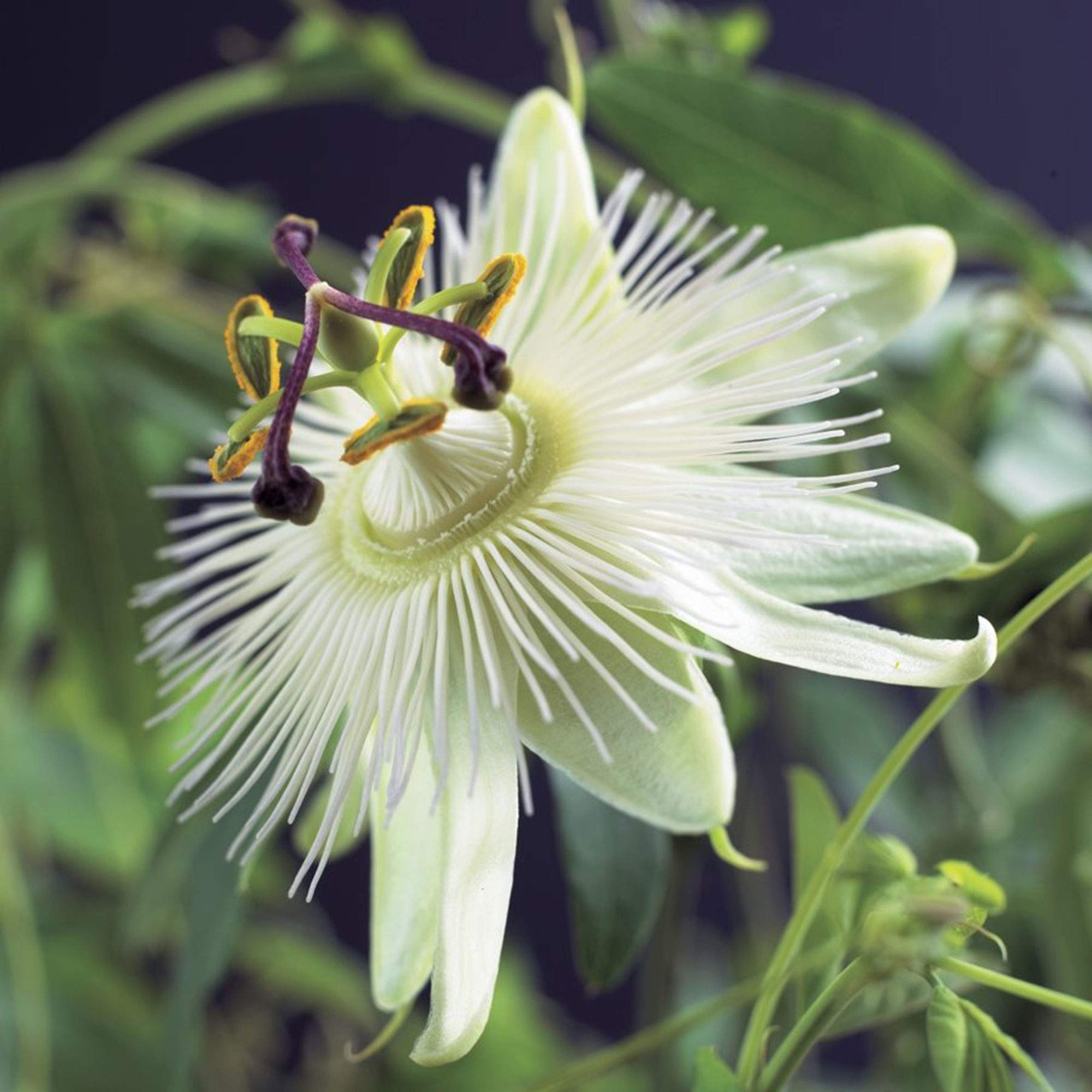 2X Passiflora caerulea Constance Elliot | Set of White Passion Flowers | Climbing Plants | White | Height 65-75cm | Pot Ø 14cm