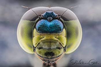 Amazon.co.jp: 【国内正規品】 LAOWA 交換レンズ 25mm F2.8 2.5