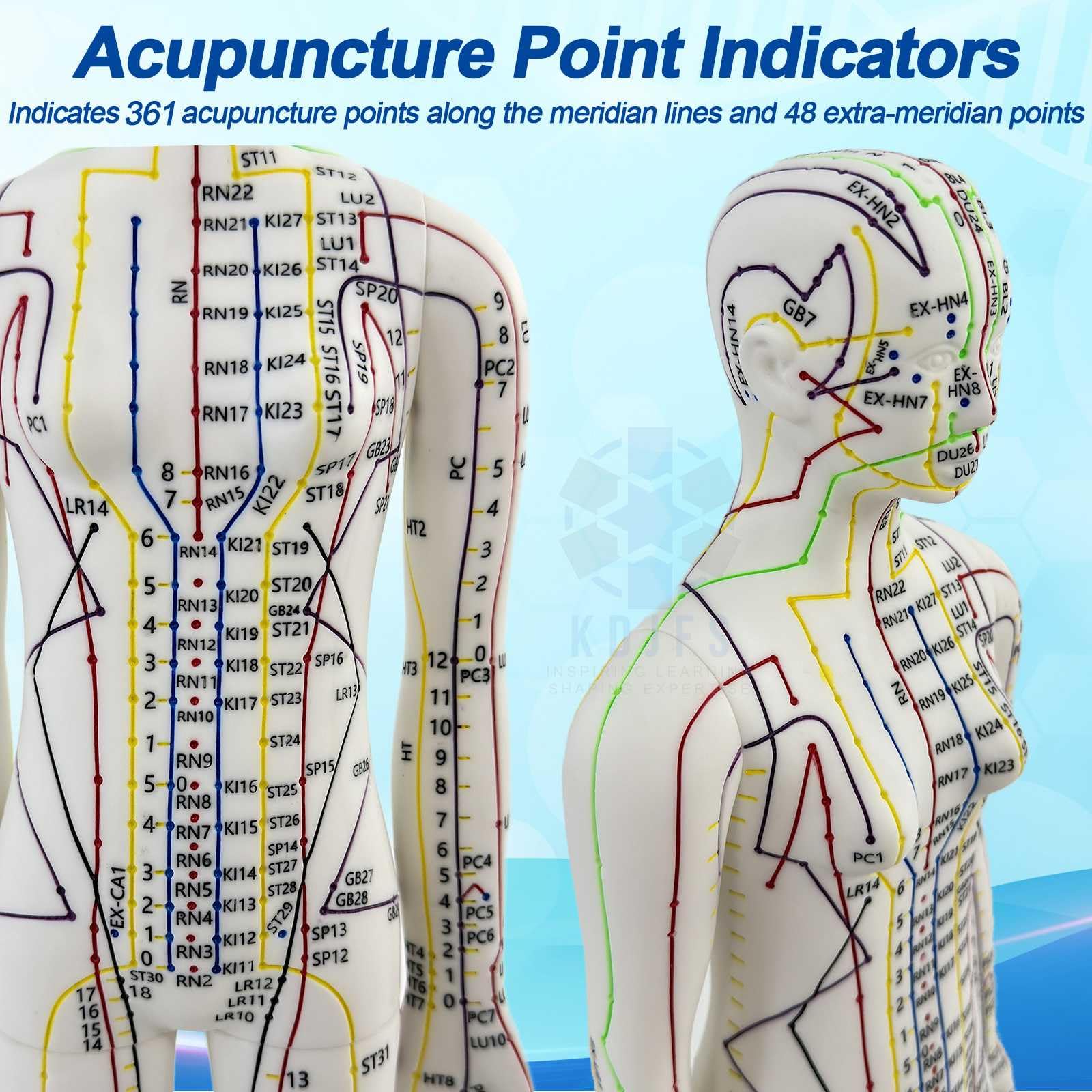 1/3 Punti di Agopuntura Manichino, 52cm Manichino Esercitazione Agopuntura con Le Istruzioni per la Localizzazione dei Punti di Agopuntura, Utilizzato per la Pratica di Inserimento dell'ago