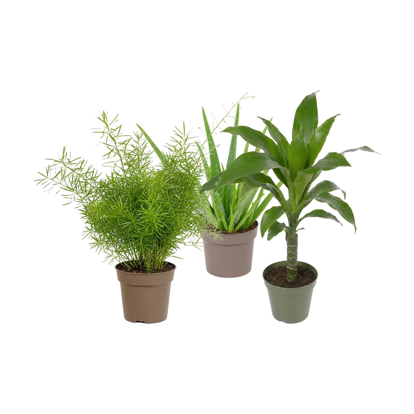 Pack 3 Plantas DECOALIVE: Helecho Espárrago, Sábila y Tronco de Brasil