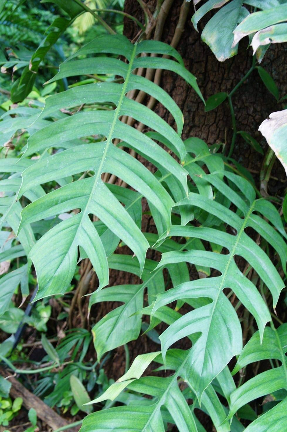 50 Rhaphidophora Decursiva Seeds Creeping Philodendron Seeds | Desertcart  Papua New Guinea