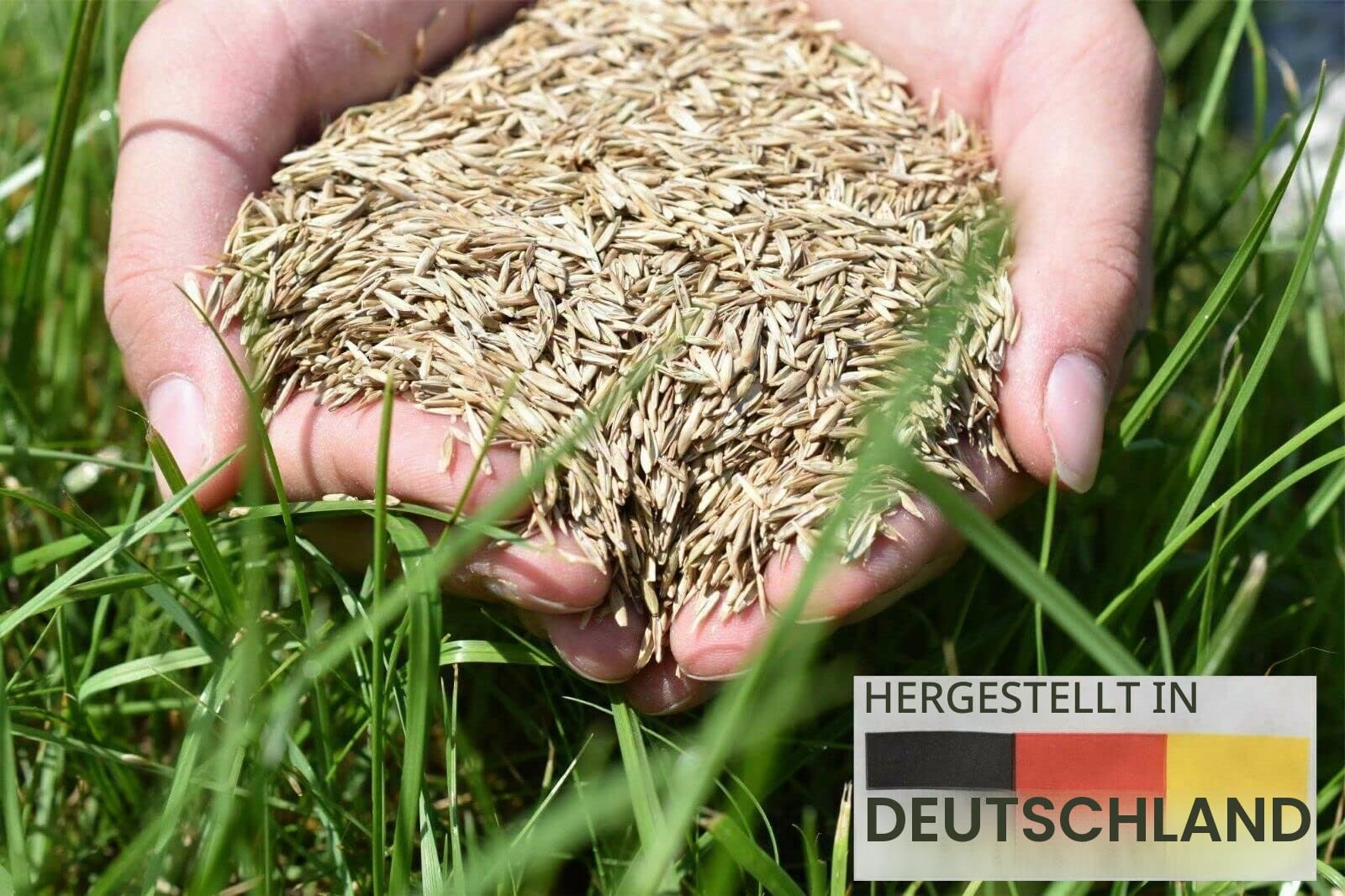 1-30 Kg Rasen Schattenrasen Grassamen Rasensamen Rasensaat Gras - Qualität zum Fairen Preis ! (5 kg)