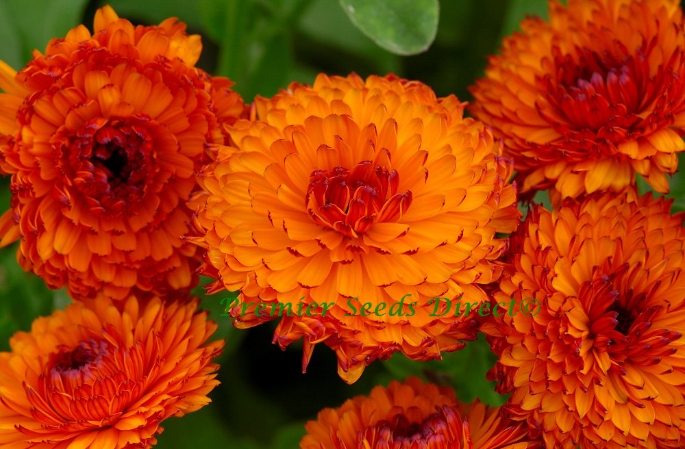 PREMIER SEEDS DIRECT - Calendula Seeds - NEON (10 Grams)
