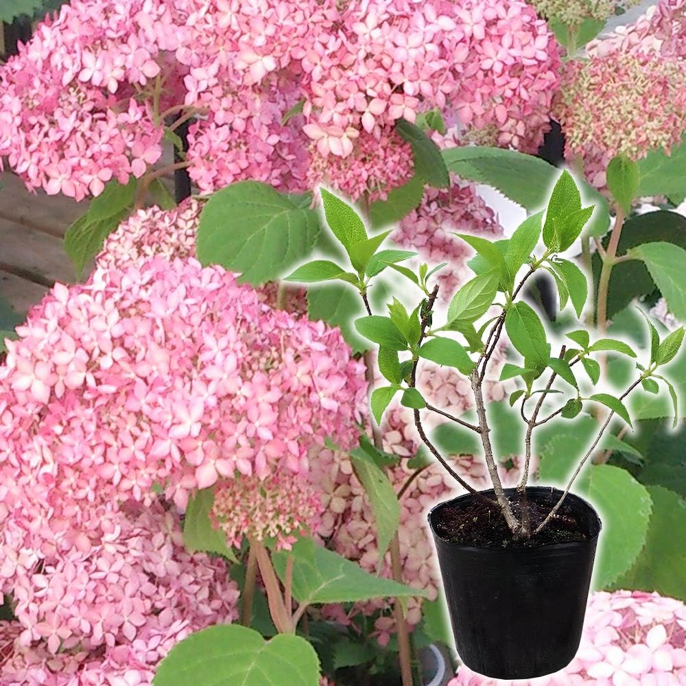 Amazon.co.jp: ピンクのアナベル ピコティ シャルマン 9cmポット苗