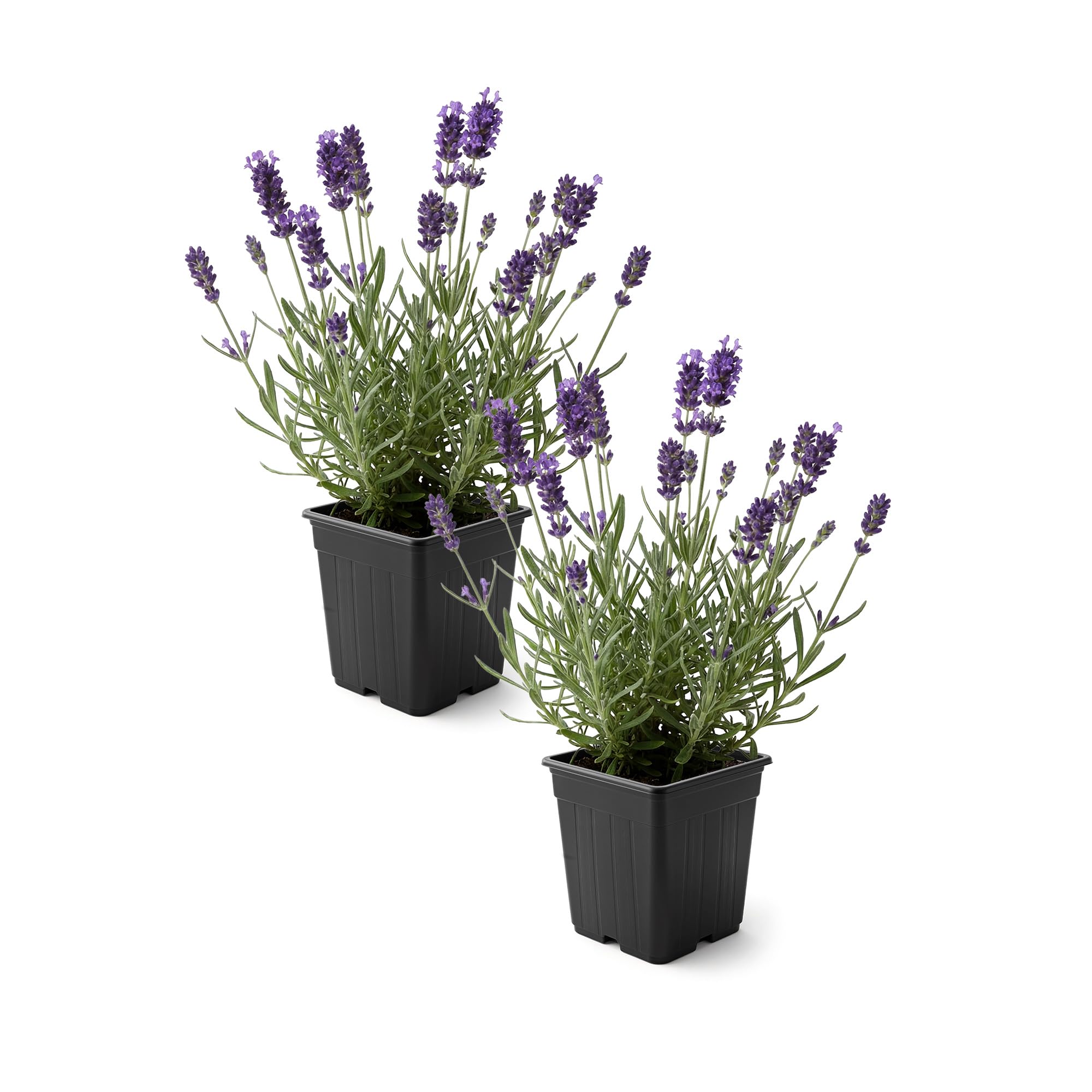 Live Lavender 2-Pack The Three Company