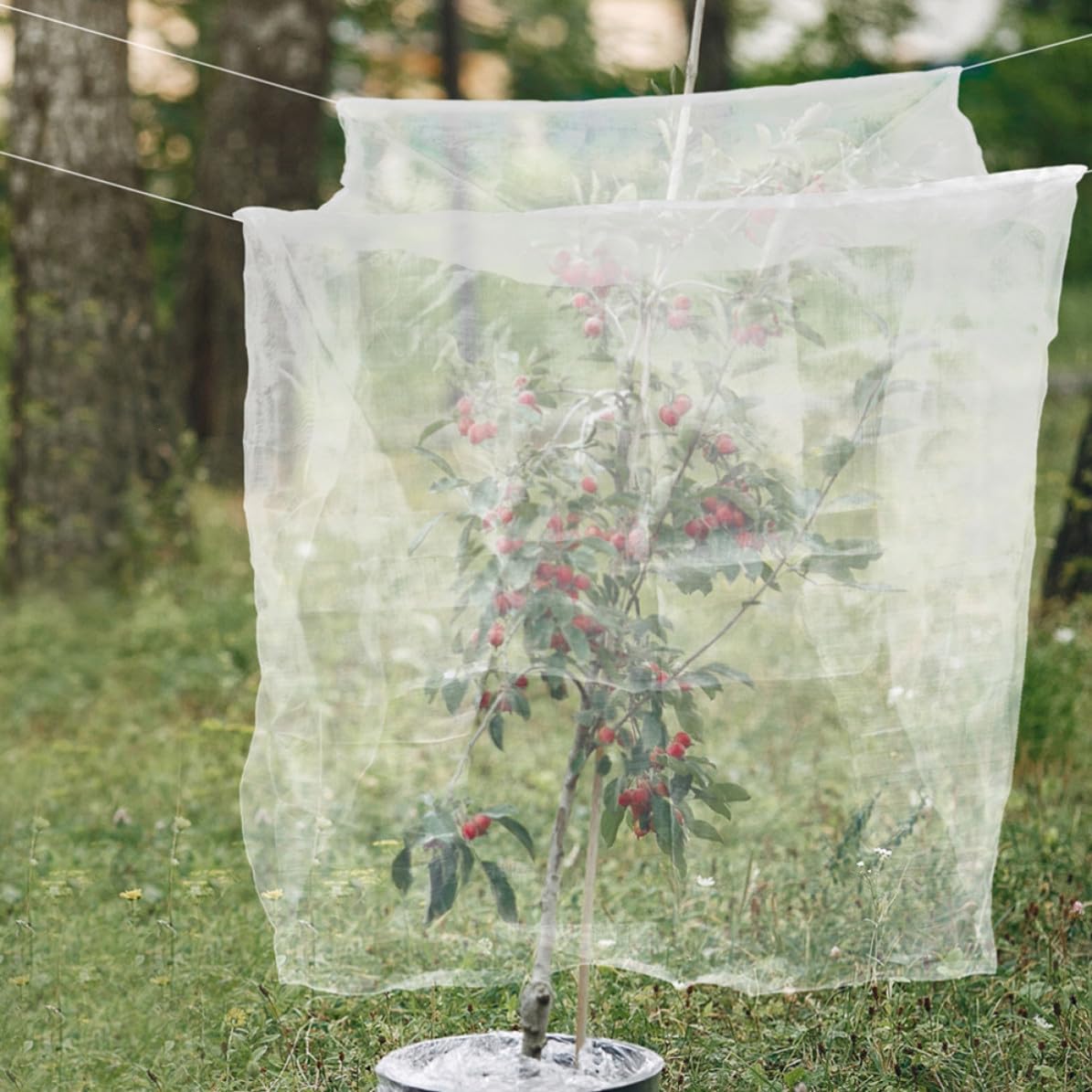 Malla Antipájaros Transparente Mx2m de Polietileno para Jardín