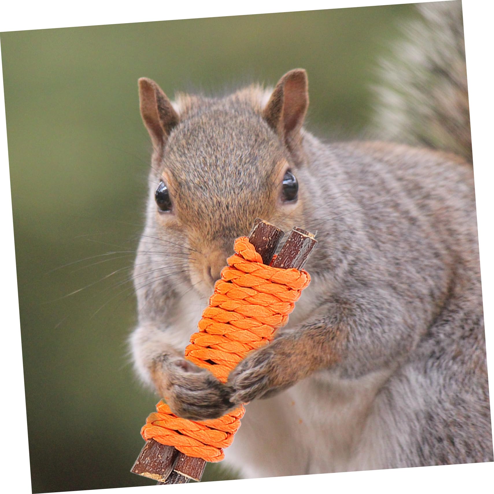 Housoutil 5sets Giocattoli Per Piccoli Animali Di Giochi Per Cani e Conigli Giocattolo Da Masticare Naturale Legno Per Criceti e Conigli Stimola Gioco e Salute