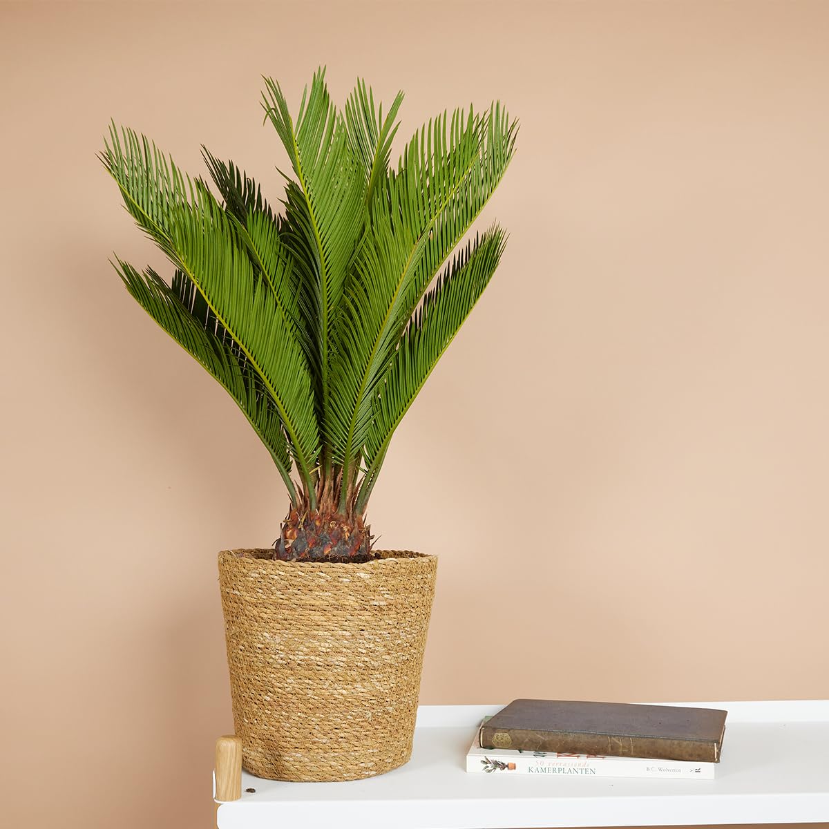 Bloomique - 2er Set - Cycas Revoluta - Palmfarn - Sagopalme - Palme - Sehr Pflegeleicht - Höhe 60-70 cm - Topf 17 cm