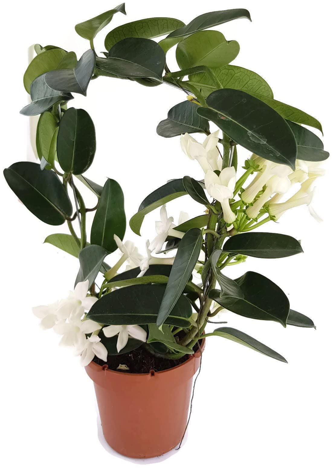 jasmin zimmerpflanze Sternjasmin 'Starry Night'® - Jasminum Starry® Night main image 1