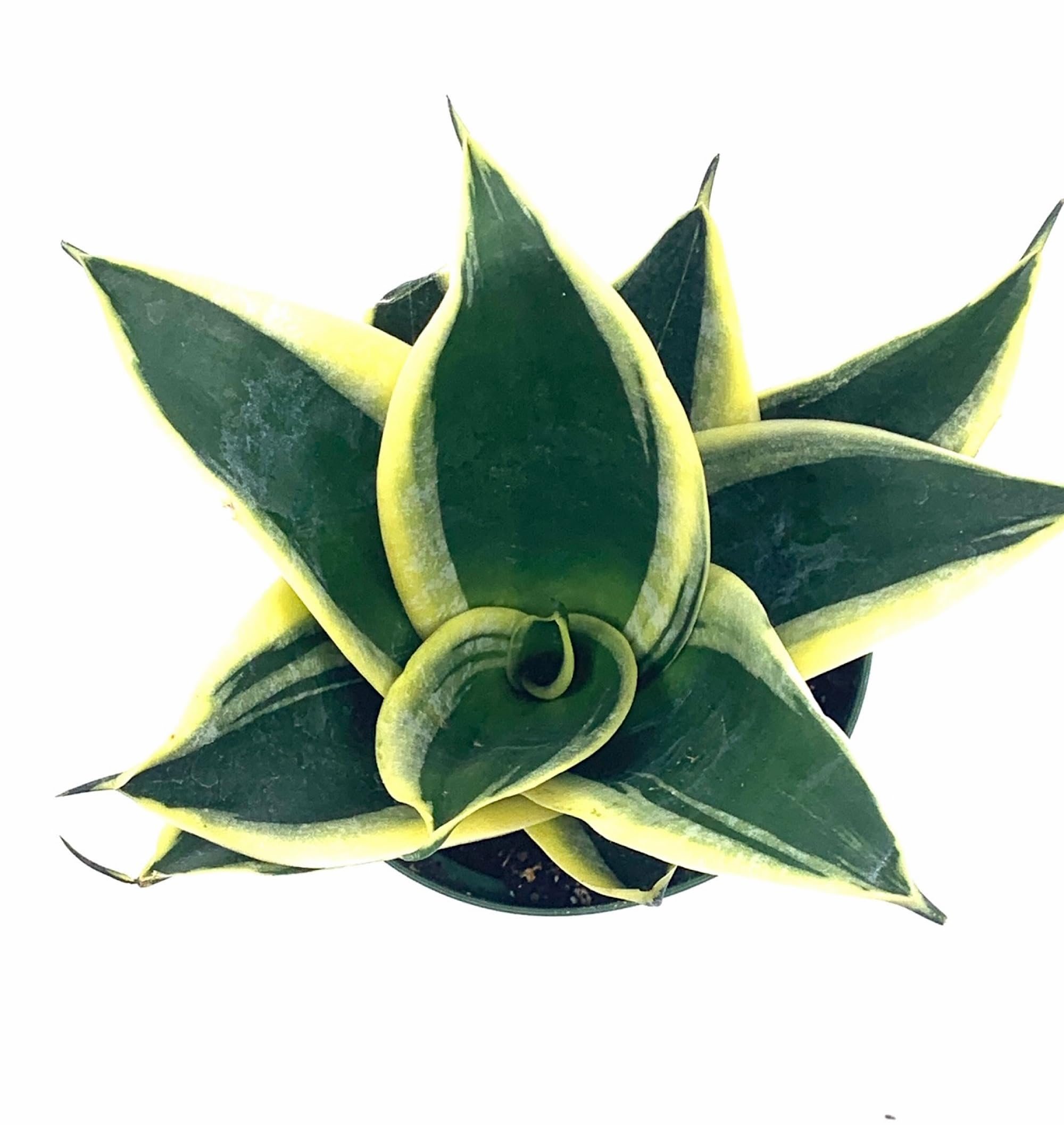 Amazon.com : 6 Dwarf Snake Rosette-Shaped-Sansevieria Trifasciata,  Variegated w/Gold Around Leaves. Easy to Grow House Plant. Purifying Air,  Reducing Allergy. : Patio, Lawn & Garden