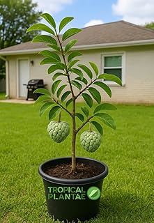 Sugar Apple Live Fruit Tree Tropical Plantae
