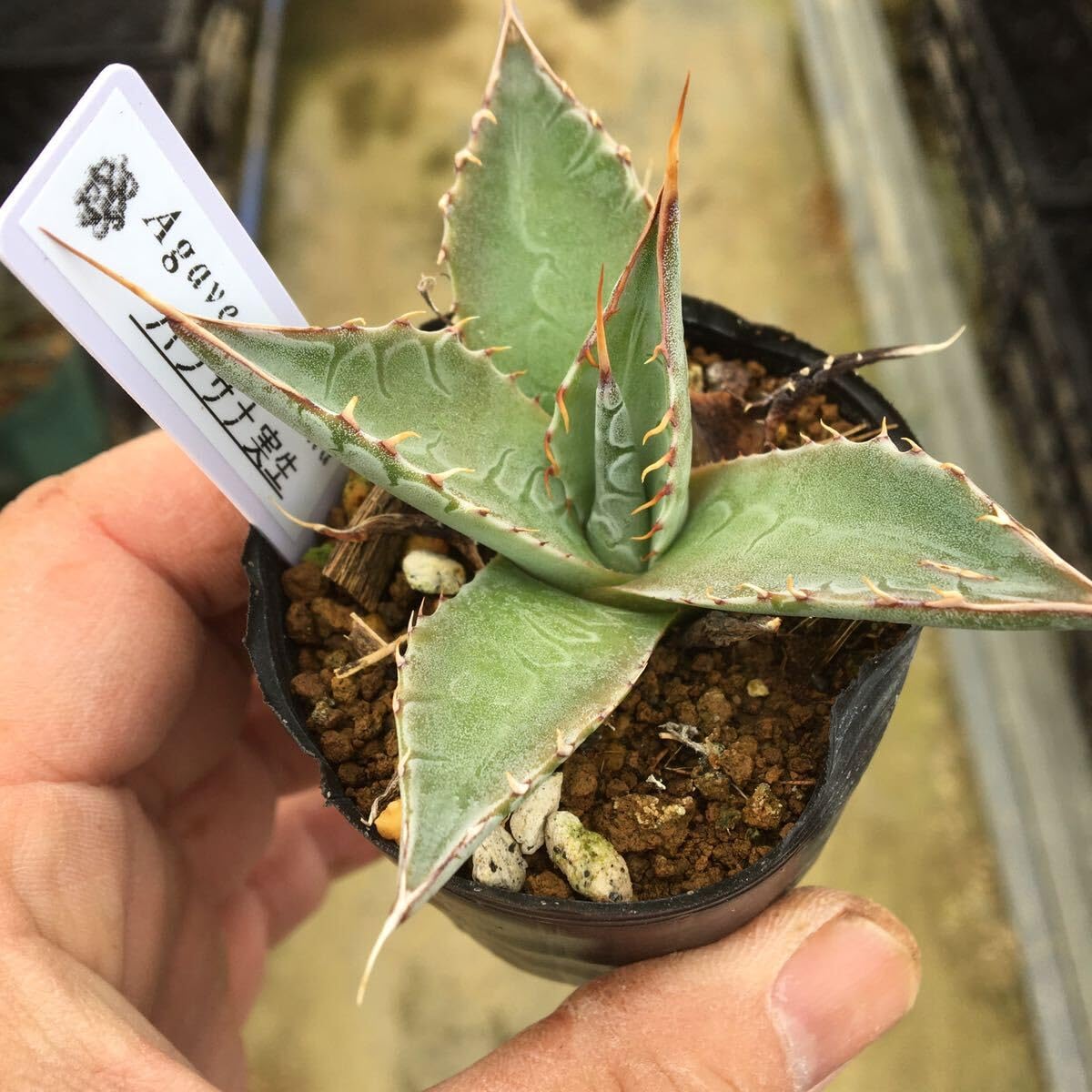 Amazon.co.jp: 多肉植物 アガベ パラサナ 実生苗3 第四種郵便 : ホビー