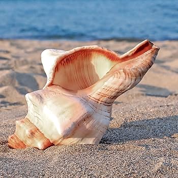 希少天然巻貝置物 大きめ約33cm