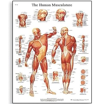 3B Scientific VR1118L Glossy Laminated Paper Human Musculature Anatomical Chart Poster Size 20 Width x 26 Height