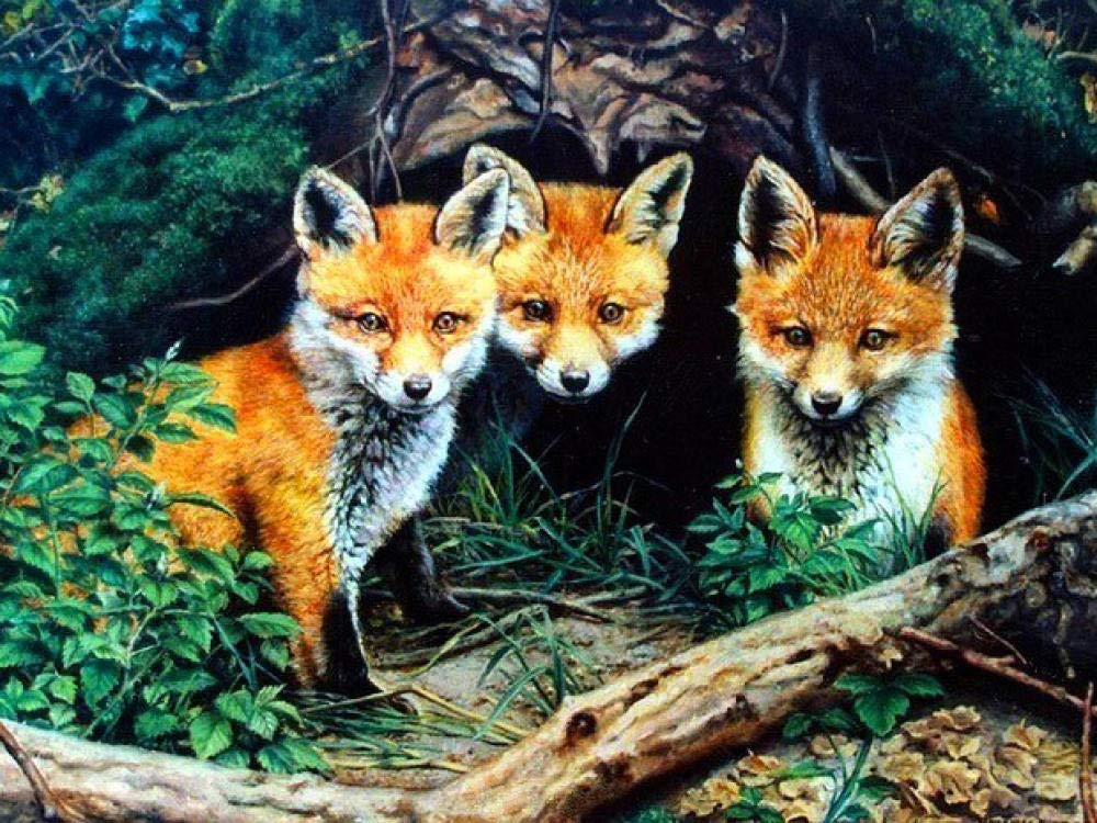 5D Diamond Painting Kit Completo Grande Pintura De Diamantes Flor De Zorro Animal 4 Redondo Establece Bordado Decoración Hogareña 40X50Cm（16X20 Pulgadas）