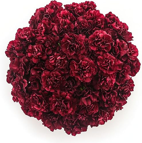 Vista 16 de GlobalRose 100 flores amarillas de clavel – Claveles de origen responsable – Ramo fresco seleccionado a mano para graduación, aniversario