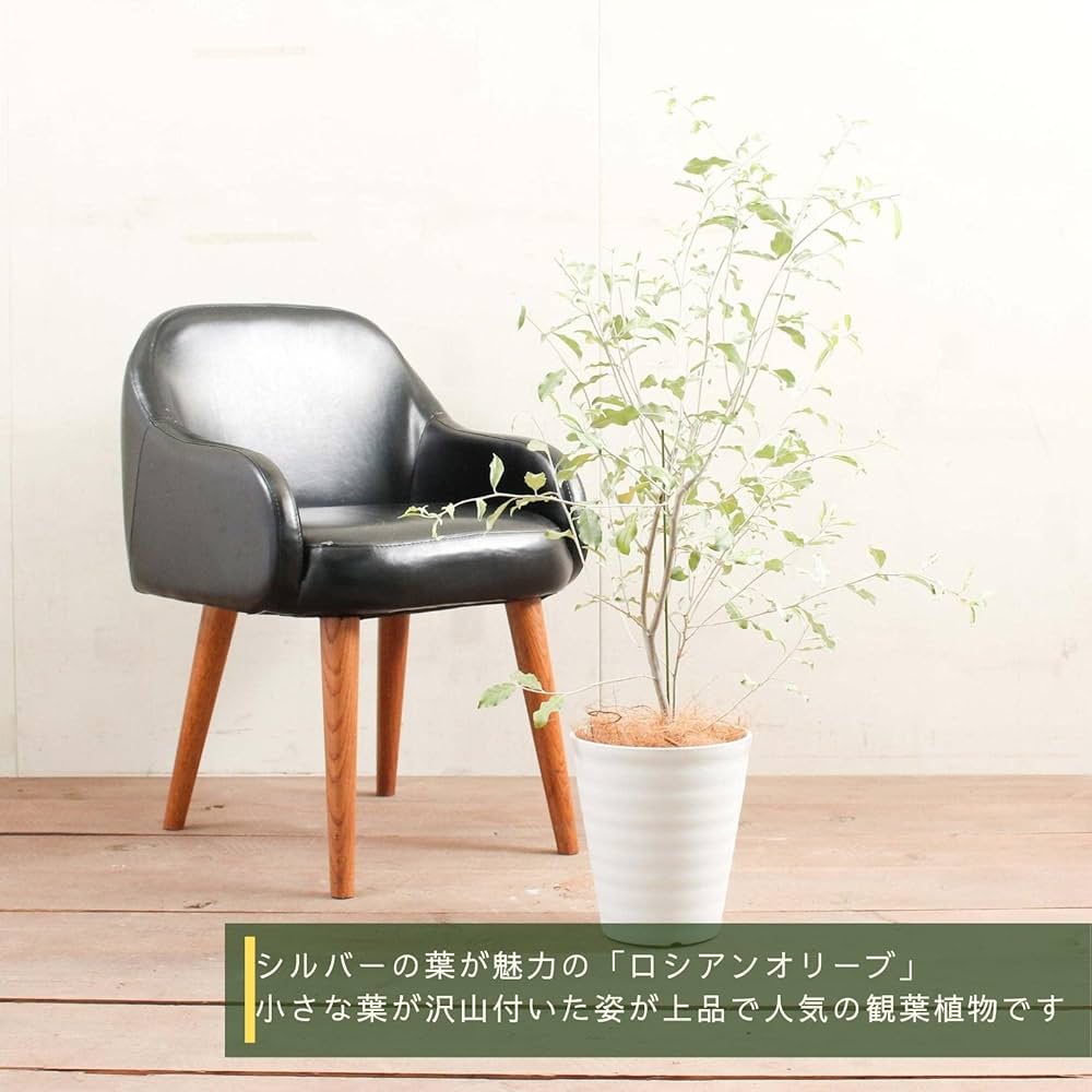 【きゃらめる】メディカル、ロシアンオリーブ120㎝前後　2本セット 51i9ziMCwmL._UF1000,1000_QL80_.jpg