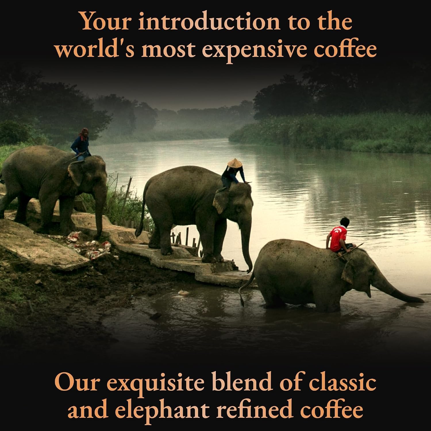 Mahout's Blend Il caffè migliore e più costoso del mondo. Raffinato naturalmente, naturalmente costoso realizzato da elefanti - 35 grammi (4-5 porzioni) meglio di Kopi Luwak