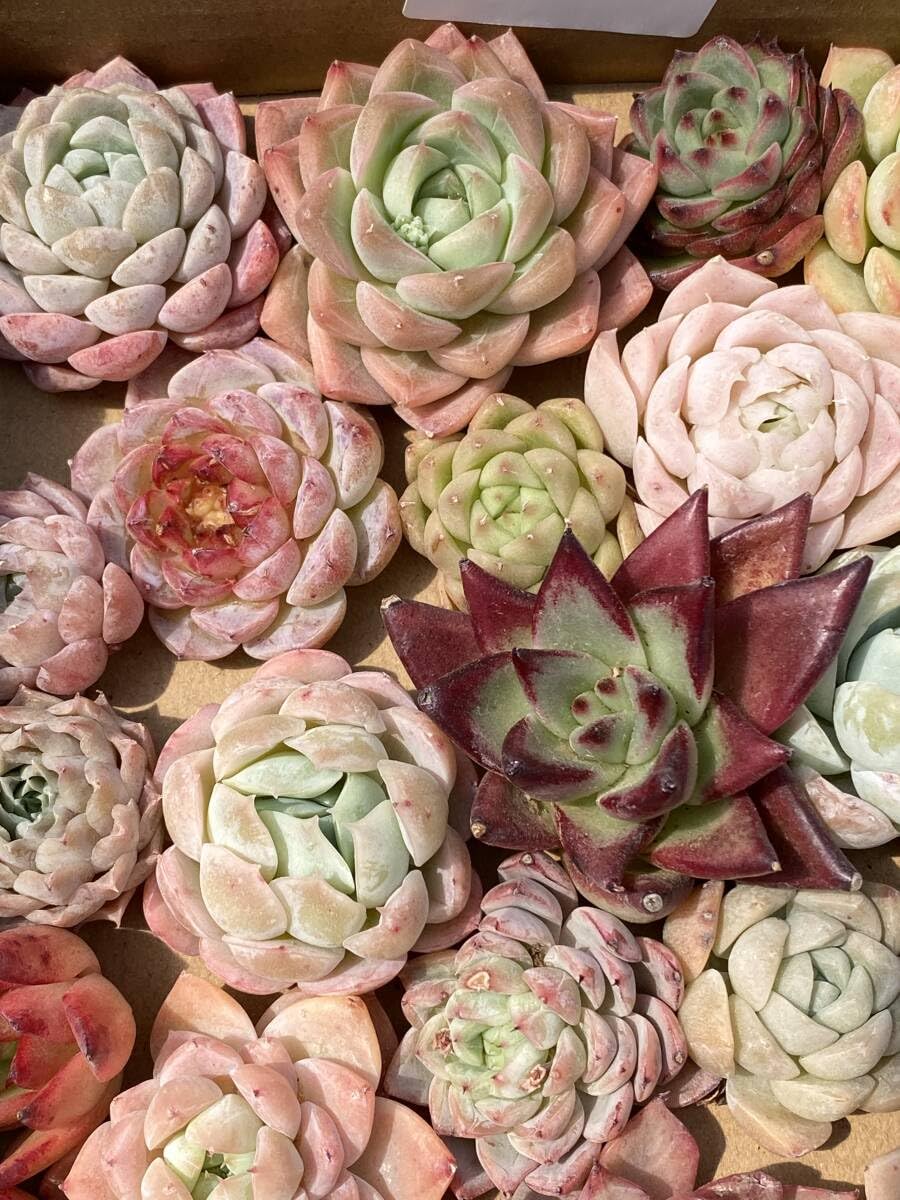 Amazon.co.jp: 43株 Y382 多肉植物 エケベリア属 Echeveria DC