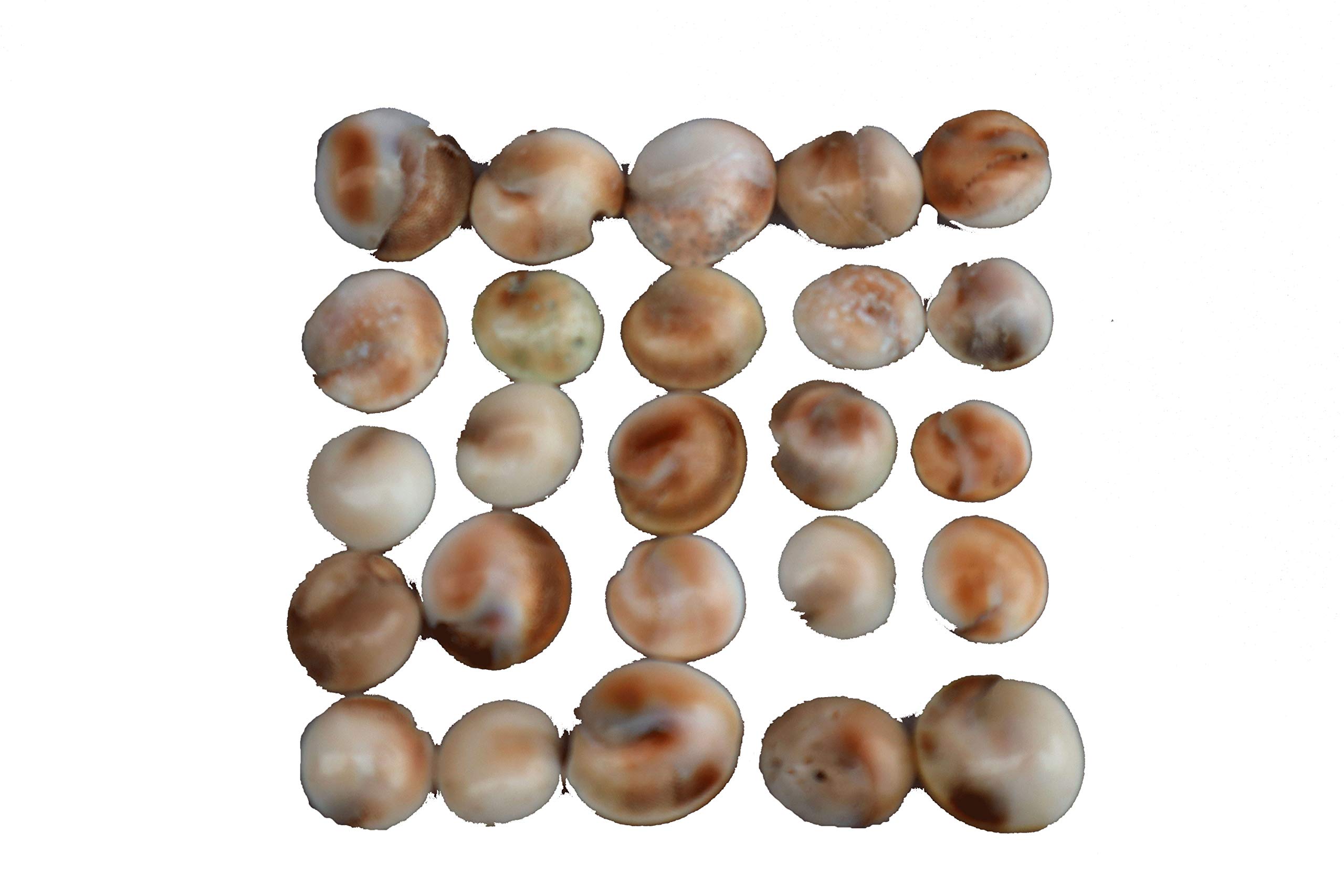 CCRohini 21 Original Gomti Chakra for puja and Prosperity (4 Pieces as complimentary)