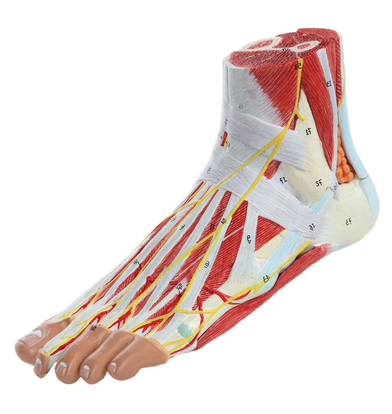 Buy Anatomy Model Of Foot, 9 Parts 11 Life Size with Muscles