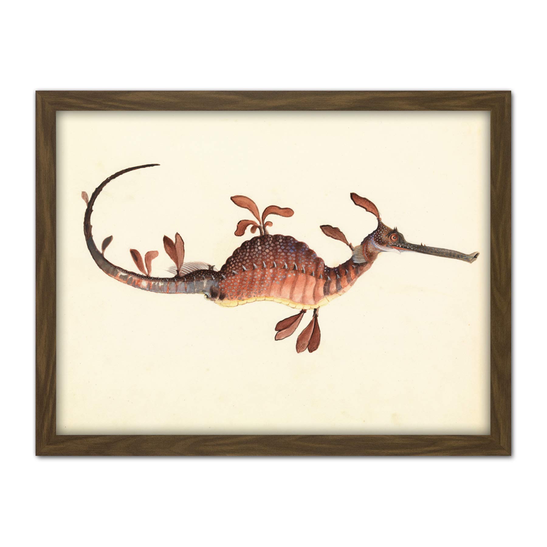 Artery8 Gould Weedy Seadragon Marine Book Illustration Artwork Framed Wall Art Print 18X24 Inch