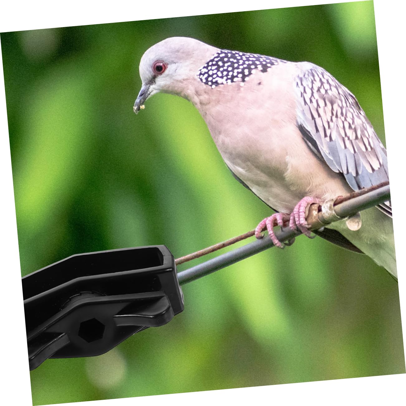 BESPORTBLE 40pezzi Tenditore Per Cavi Da Tensionatore Per Recinzioni Giardinaggio e Uso Esterno Resistente e Facile Da Installare