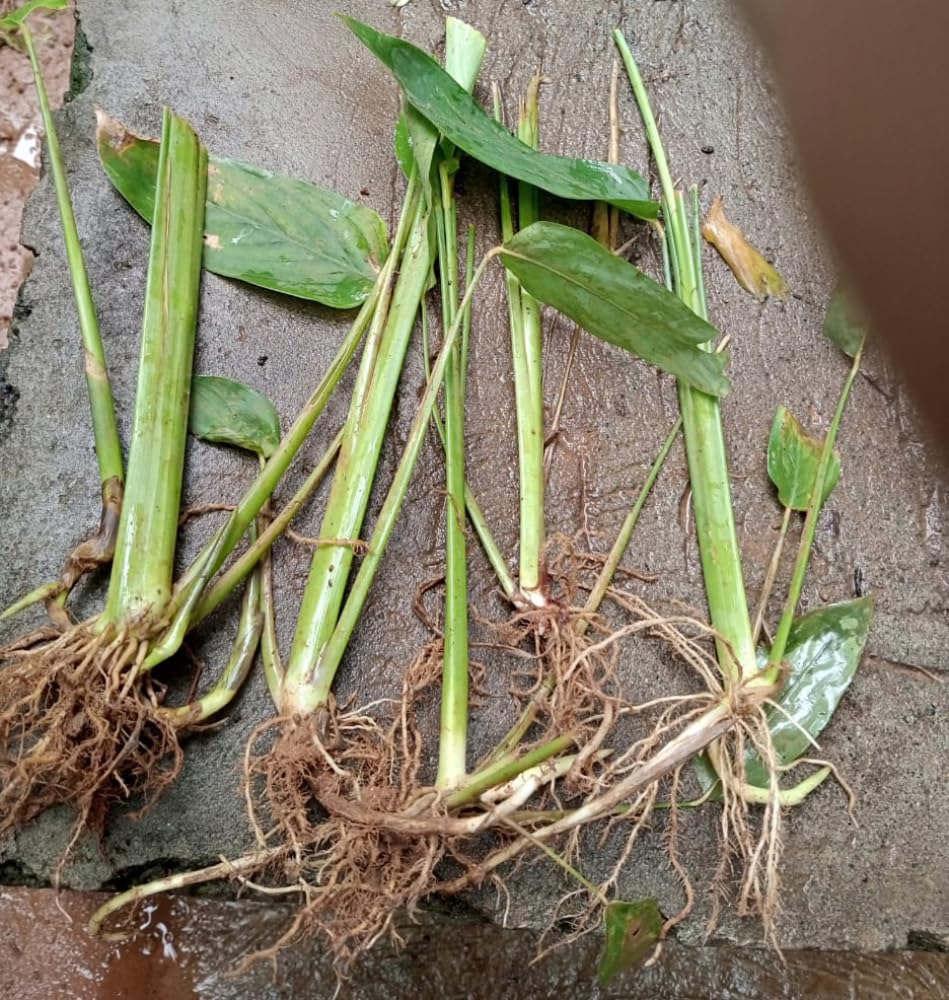 White Arrowroot Plants 5 Nos || Healthy Koova Plants for Sale|| Ready-to-Grow Arrow Root || Easy-to-Grow in Pots or Soil (1)-image-0