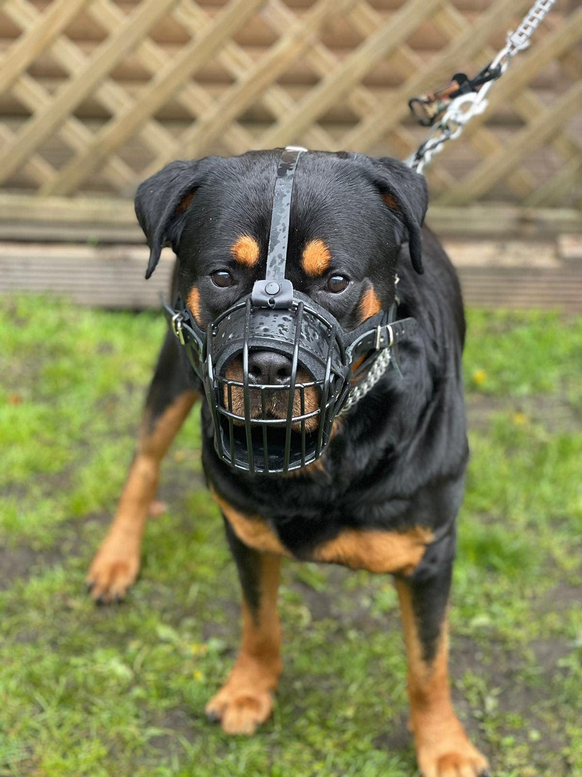 Bozal de metal de alambre fuerte para perro, rottweiler, mastín, golden retriever y otros (TR, cuero negro/negro)