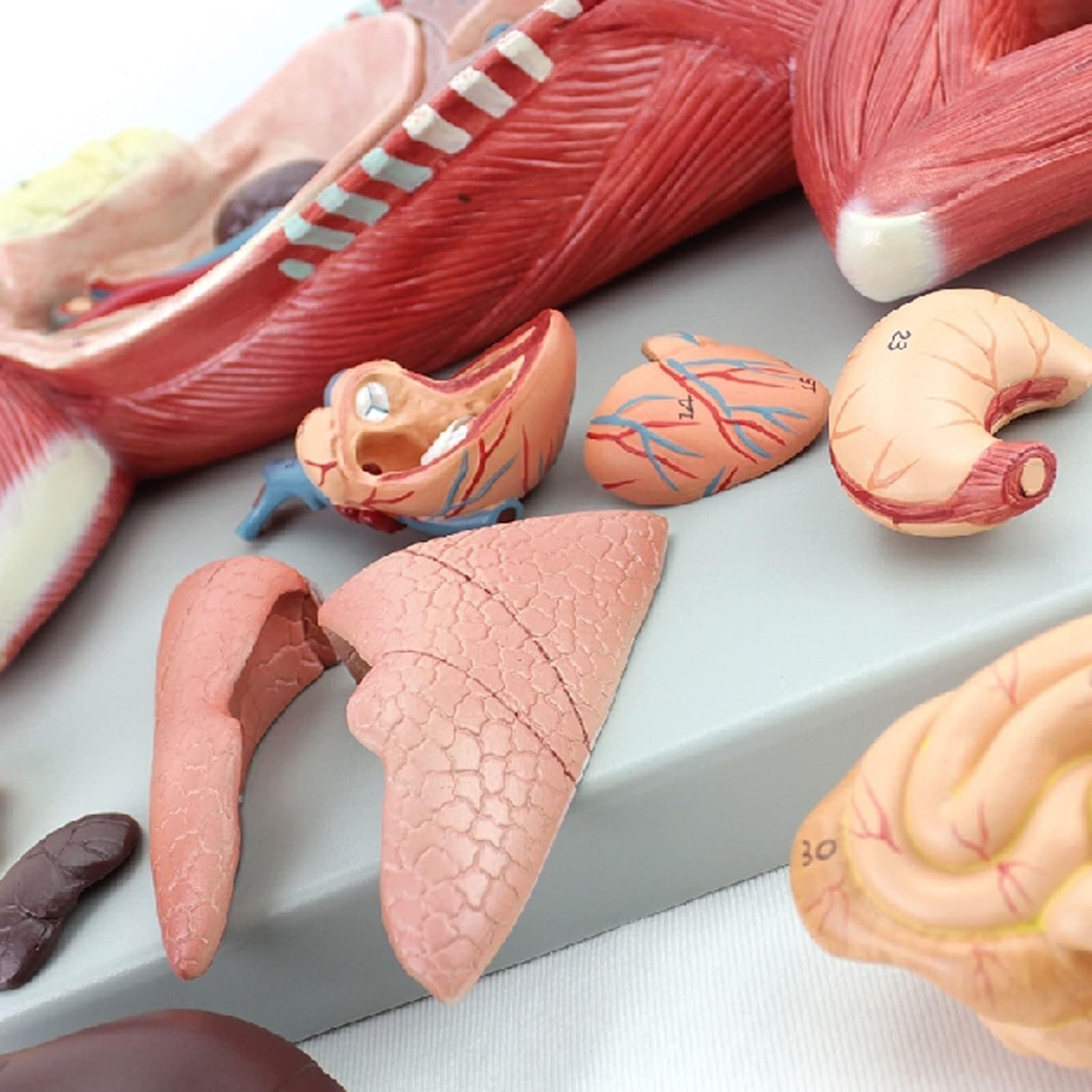 Modelo anatómico de Gato 3D Visual. Kit de Modelo anatómico de Gato. Anatomía Animal Desmontable y ensamblable. Enseñanza Veterinaria anatómica de cría de Animales.