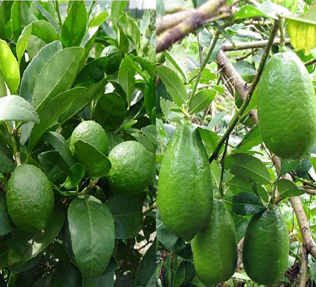 IXORA Combo Nimbu Calcutta Pati Lemon and Gandharaj Lemon Variety Fruit (Air Layering/Grafted) Live Plants & Tree(1-2 Ft Size)(Pack of 2) (B0BM8118CC) Amazon Price History, Amazon Price Tracker