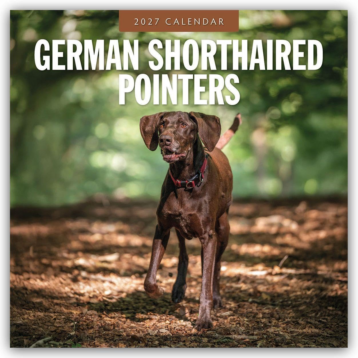 German Shorthaired Pointers 2027 Square Wall Calendar: Original Red Robin Publishing Ltd-Kalender [Mehrsprachig] [Kalender]