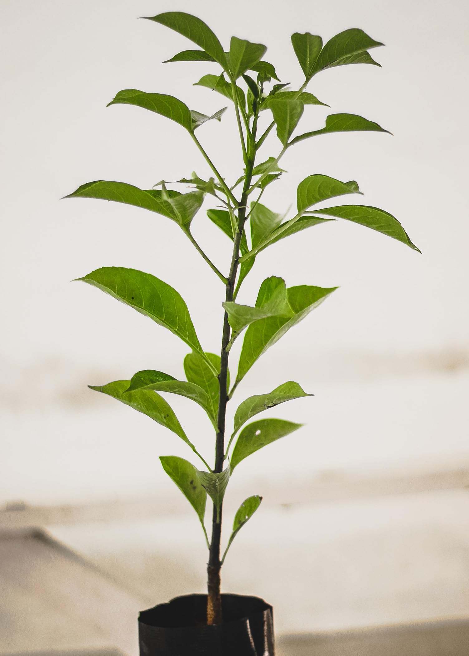 TARUVAR Kalpavriksha Plant - Seed Grown Live Outdoor Plant | Divine Kalpavriksha Tree - Tree of Life | Adansonia Madagascariensis (B0CWDK17S6) Amazon Price History, Amazon Price Tracker