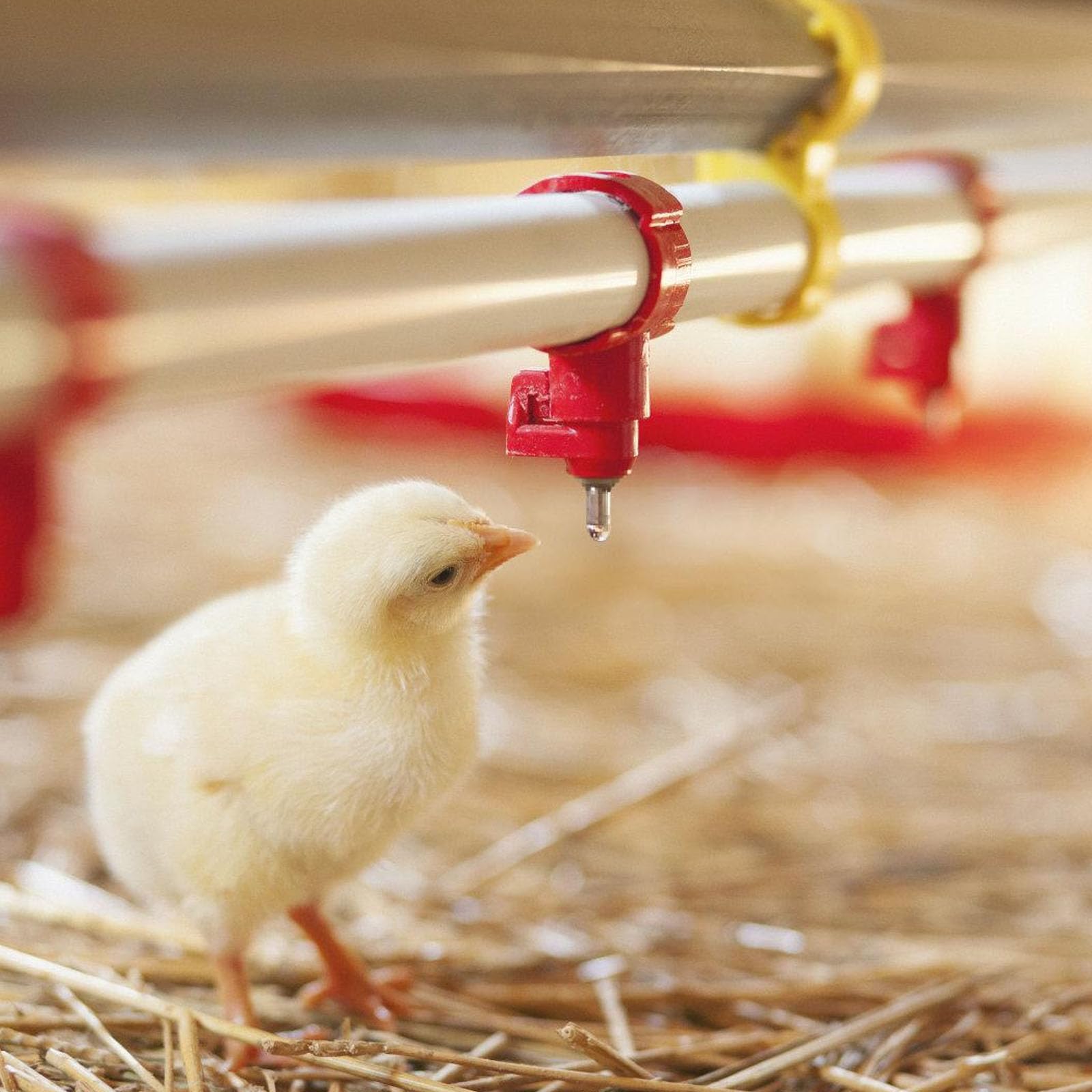 Bebedero automático para pollo Bebedero para pezón Garantiza un estado seco y limpio y una fácil instalación para diferentes sistemas de bebedero para aves de corral para pollos