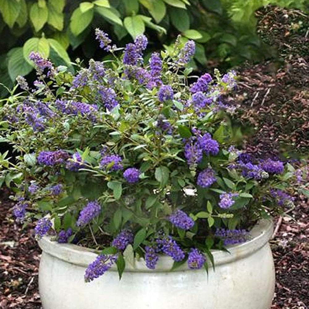 Buddleja Davdii 'Purple Emperor' Butterfly Bush Hardy | 15-30cm (incl. Pot)