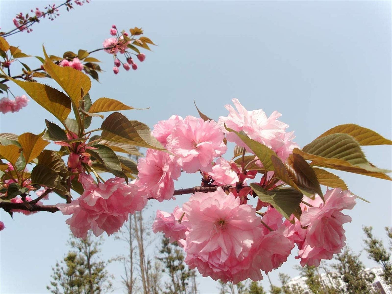 Japanese Flowering Cherry Blossom Sakura Seeds 20 pcs Prunus serrulata