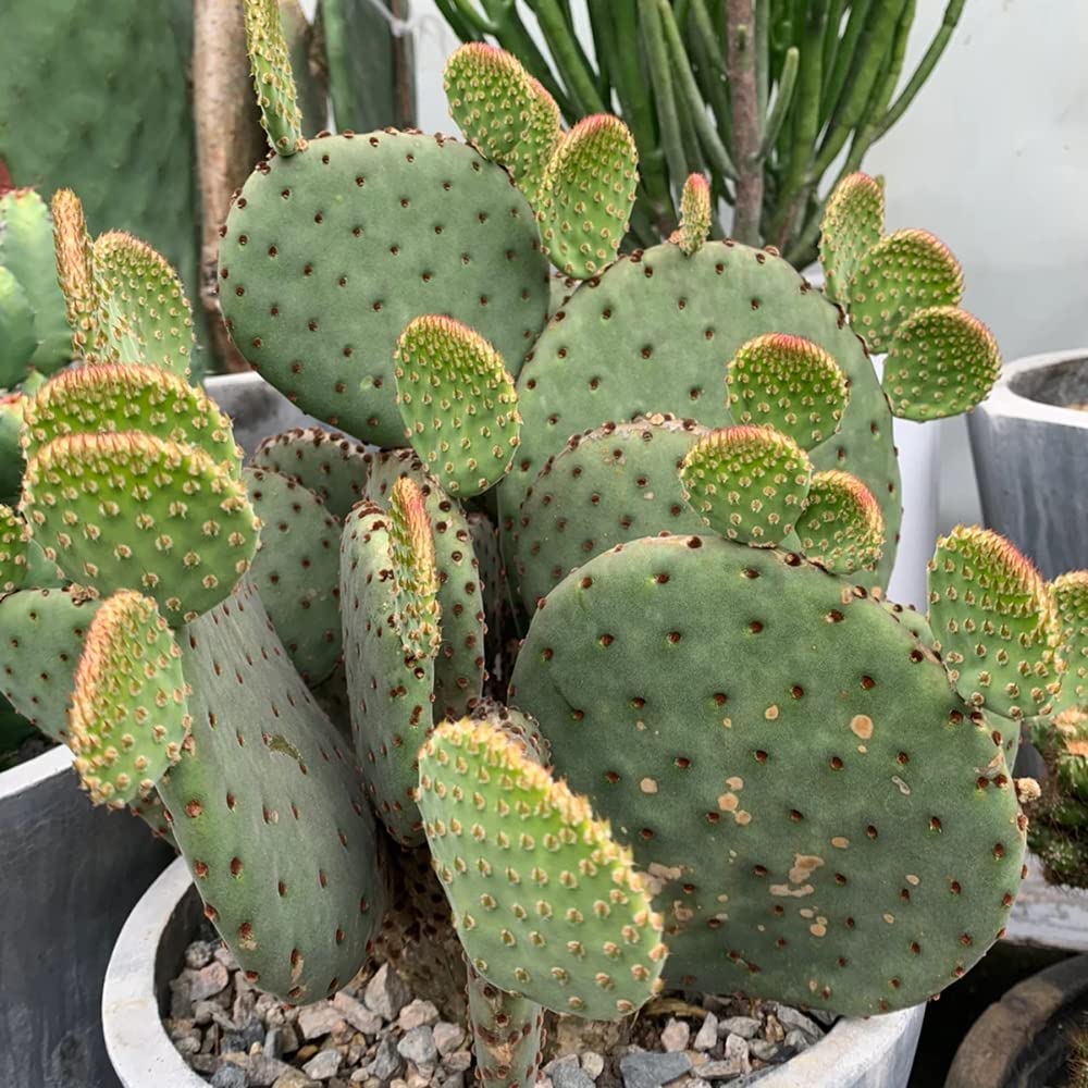 Kakteen Samen Winterhart - Kaktus Pflanze Cactus - Fleischfressende  Pflanzen Sukkulenten - Winterfeste Pflanzen Fr Kbel Garten Pflanzen  Winterharte Samen - 30 Stck : Amazon.de: Garten