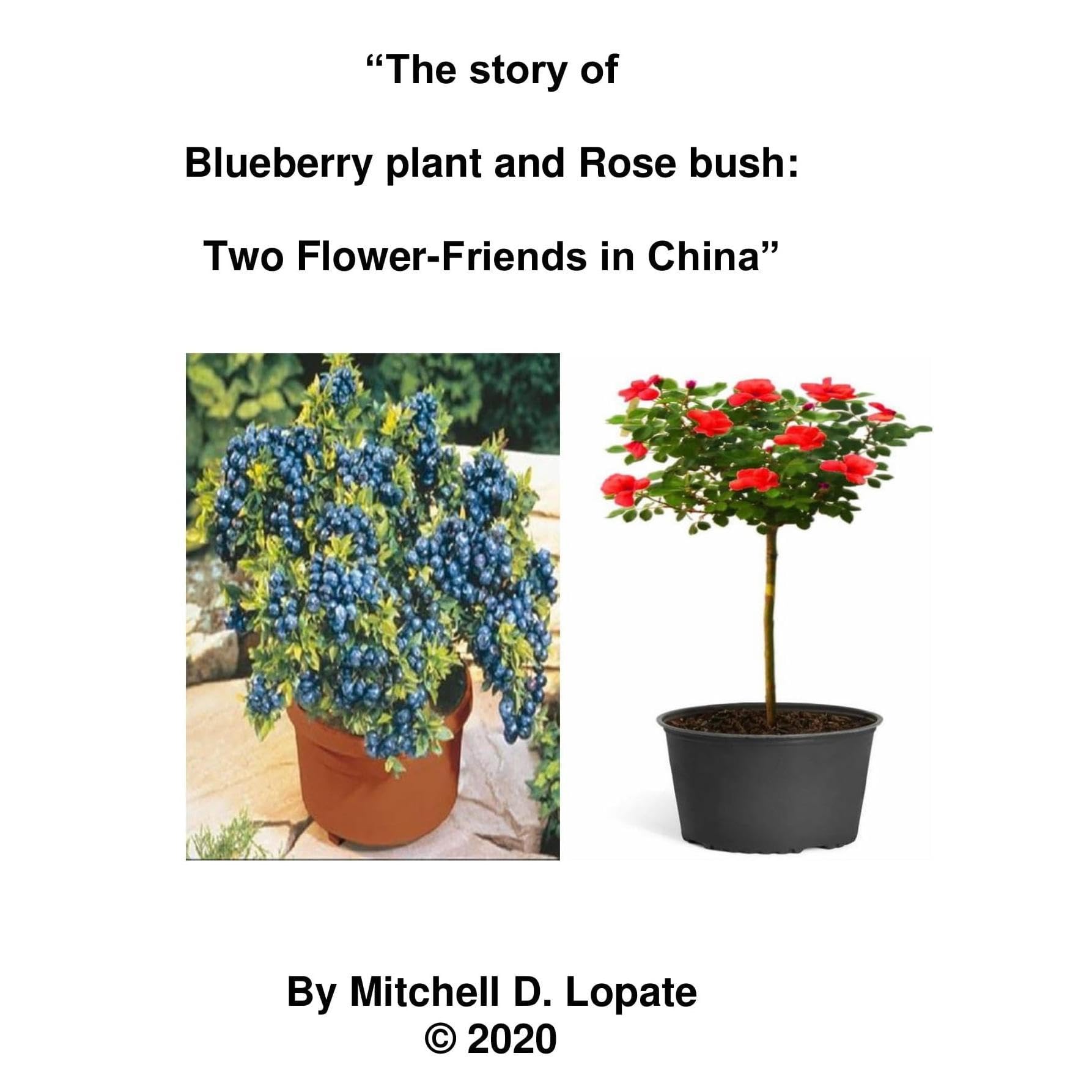 Blueberry plant and Rose bush