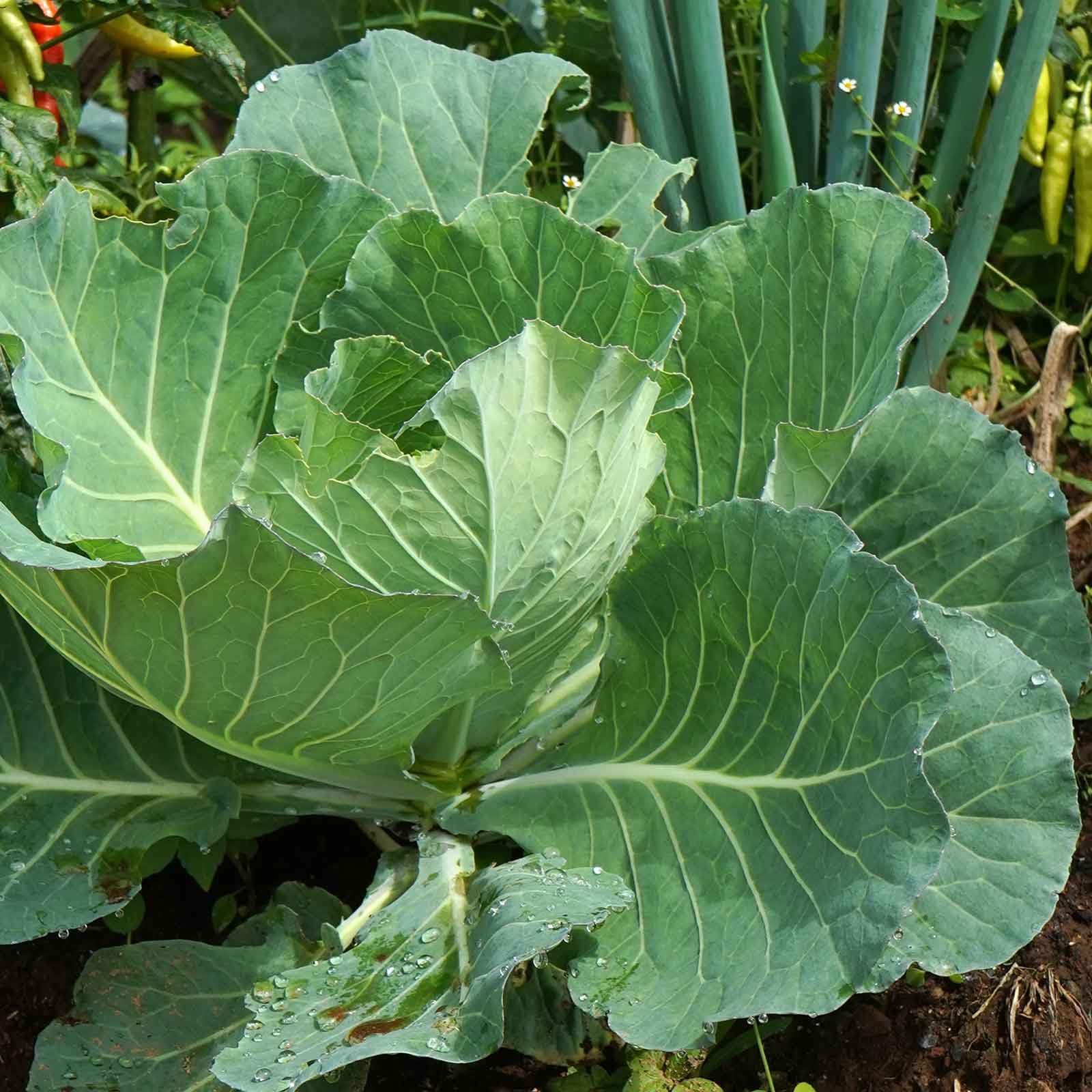 Eden Brothers Collard Seeds - Morris Heading