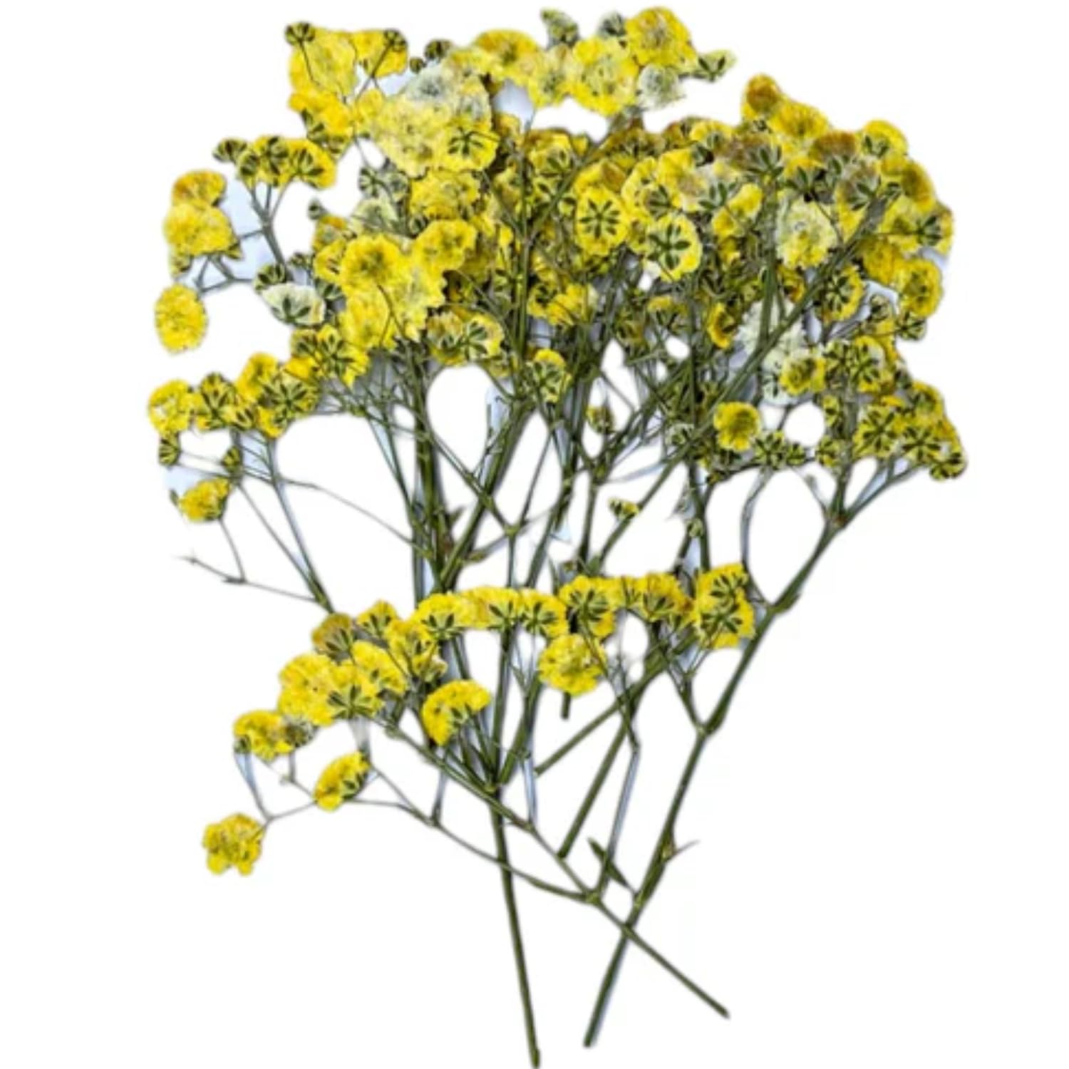 16 PCS Yellow Baby Breath Real Natural Dried Pressed Flower for Beautiful Resin Art and Craft .-image-25