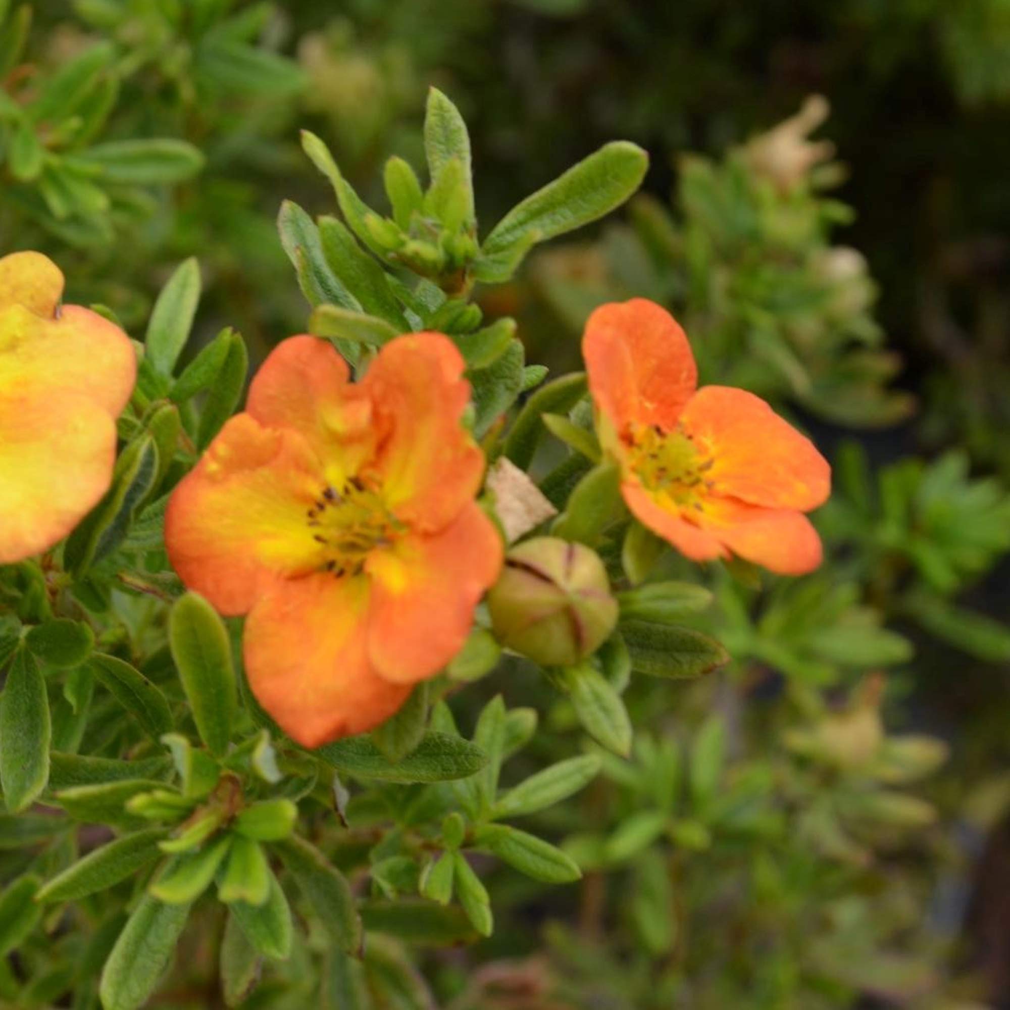 Potentilla 'Bella Sol' Hachbianca Deciduous Hardy Plant | 9cm